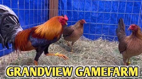 yellow legged hatch best cross|Buhay Sabong .